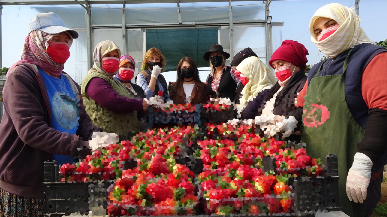 Toprak olmadan üretime başlayıp dünyaya kafa tuttular