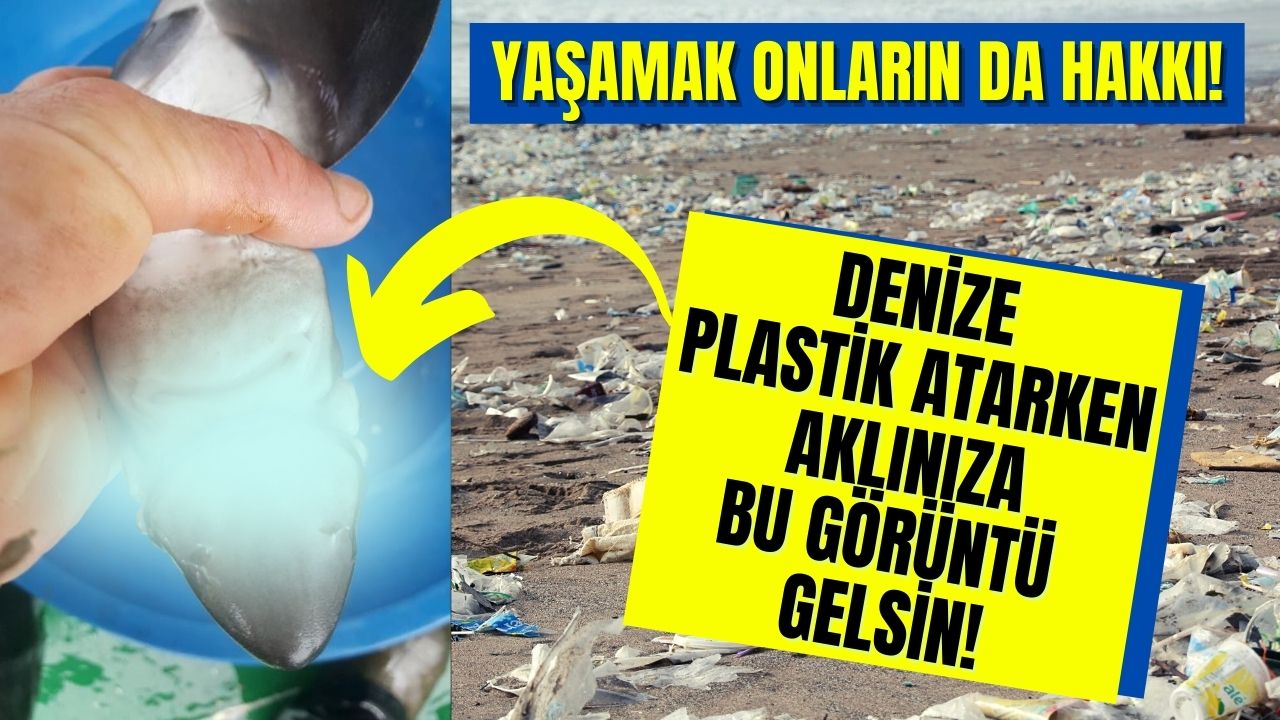 Yavru köpek balığını can çekişirken buldu, denize plastik atarken bu görüntü aklınıza gelsin!