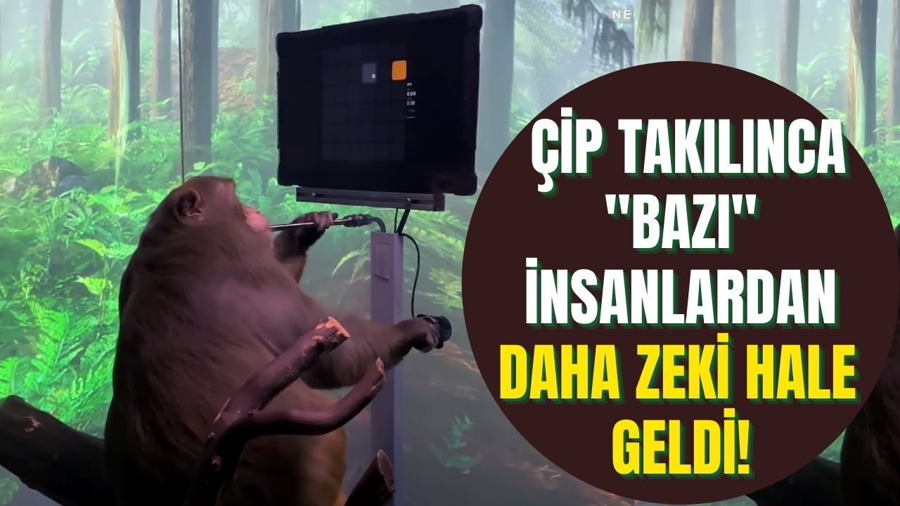 Elon Musk'ın "beyin çipi" projesi Neuralink maymun üzerinde denendi şebek Pager çip takılınca bakın ne yaptı!
