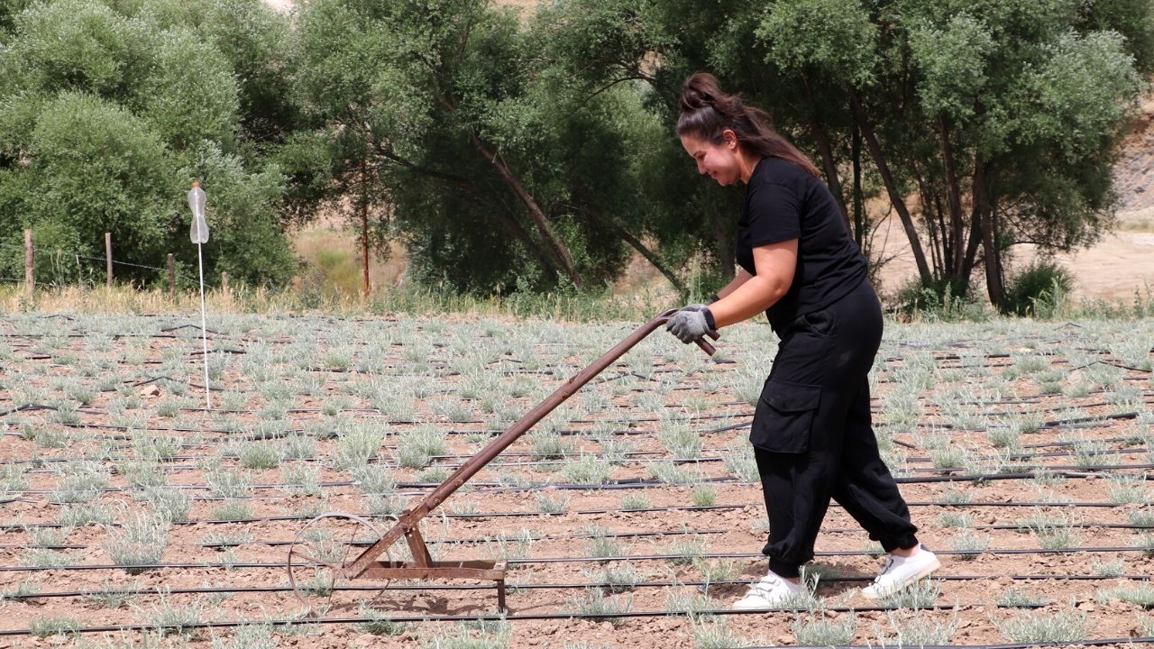 Banka yöneticiliğini bırakıp çapayı eline aldı, dededen kalma tarlayı sürerek kendi işini kurdu ölmez otunu...