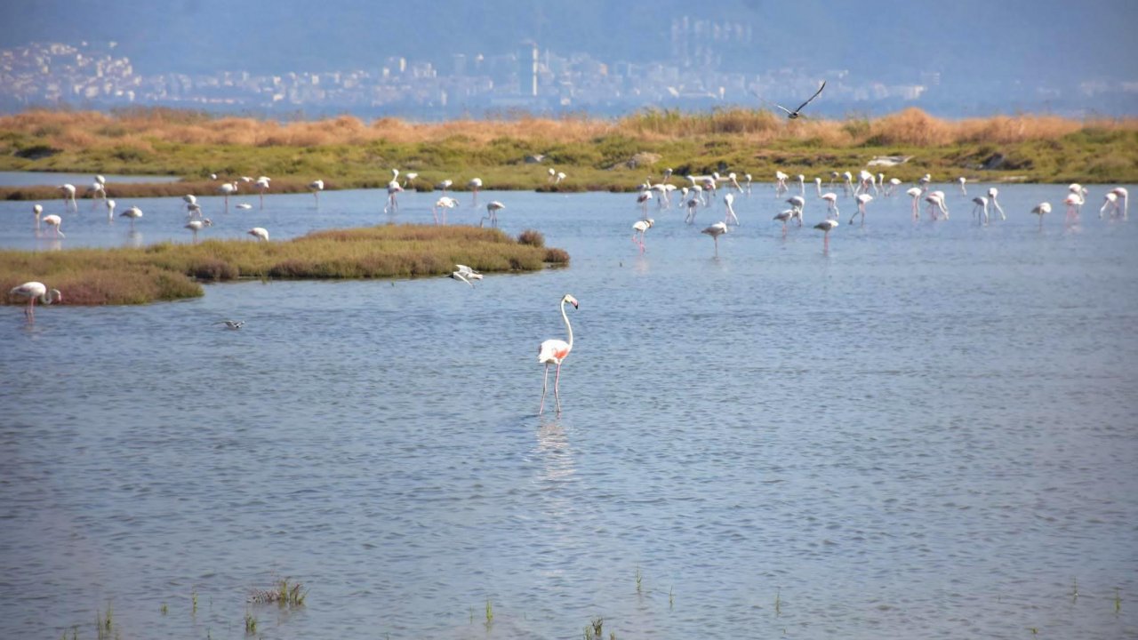Tuz gölünden sonra Gediz Deltasında ölü flamingolar bulundu
