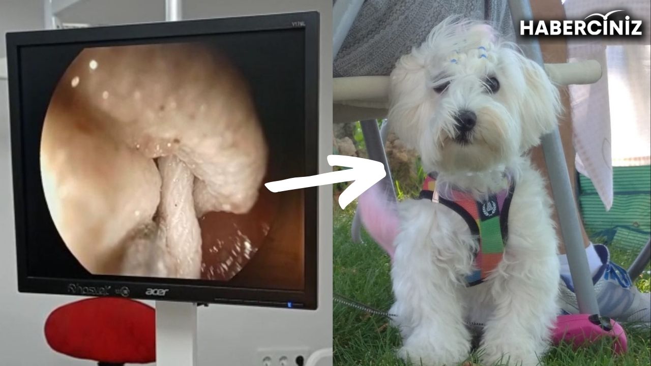 köpek kisti ameliyatı olanlar