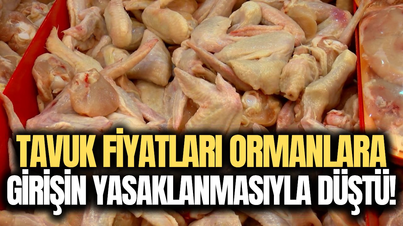 Ormanlara giriş yasaklanınca tavuk fiyatları çakıldı! İşte yeni fiyatlar