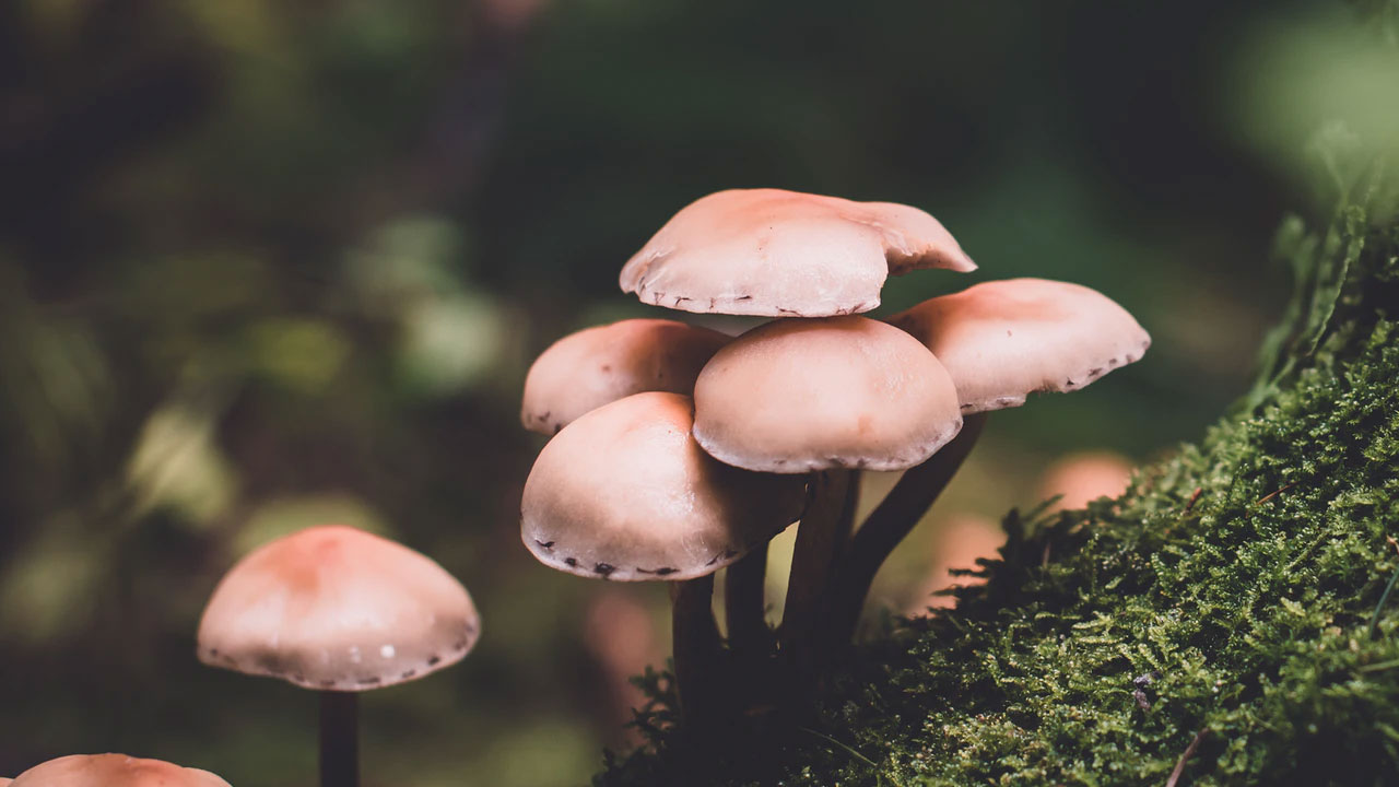 Artvin Şavşat'ta mantar can aldı