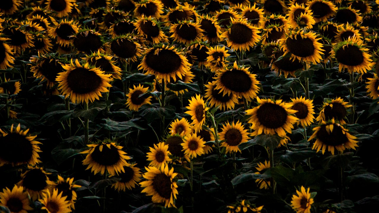 Ayçiçeği hasadı başladı ama fiyat ortada yok! Çiftçinin sesini İYİ Partili vekil duyurdu