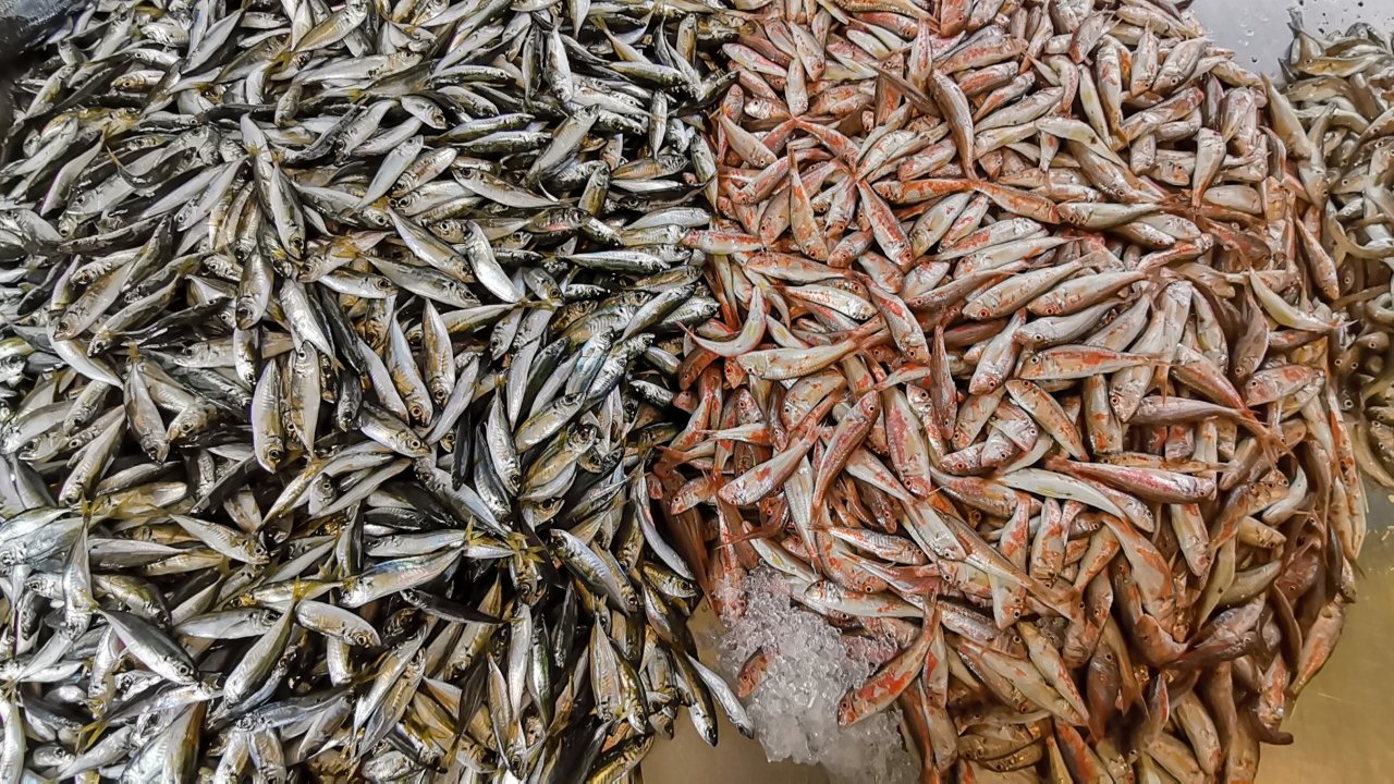 Ağlar denize girdi tezgahtan sevindiren haber geldi! Vatandaş fiyatlardan memnun