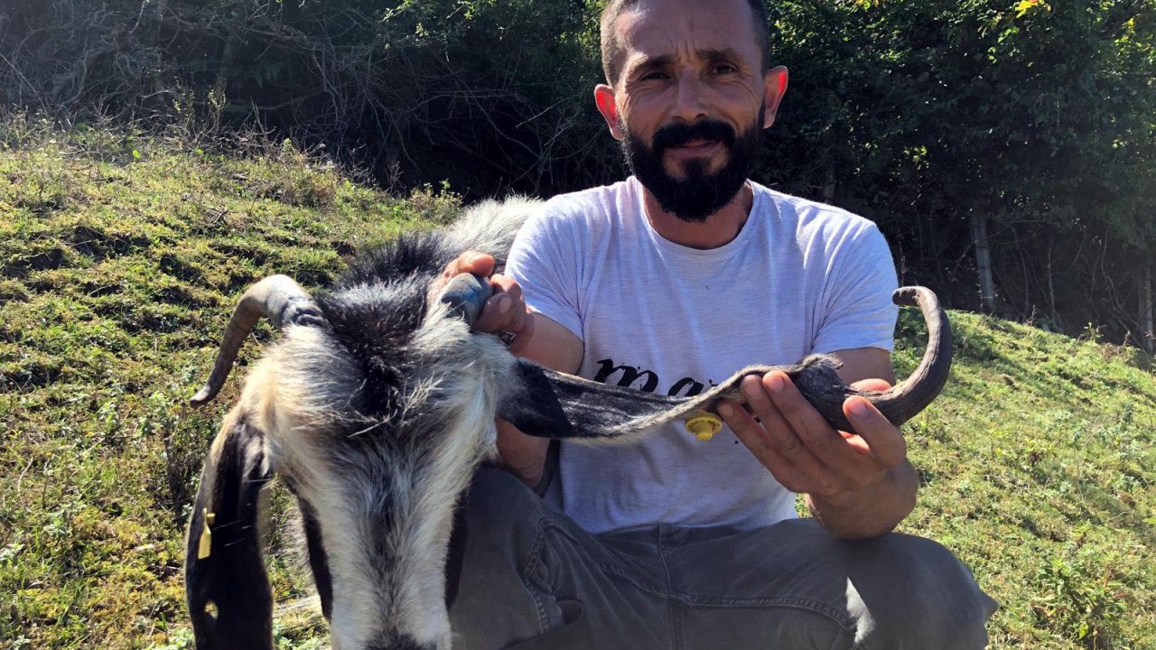 Bu keçinin 2 değil tam 3 boynuzu var! Görenler şaşkınlığını gizleyemiyor