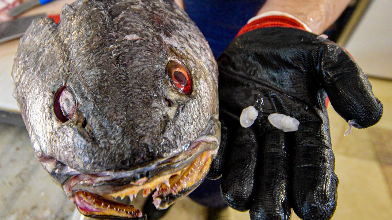 Balık 70, başındaki taş 600 lira! Özelliğiyse şaşırtıyor