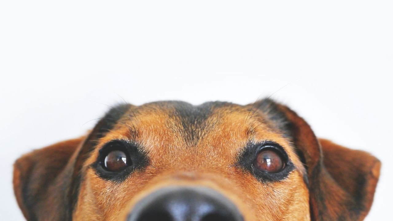 Rüyada köpek görmek ne anlama gelir? Rüyada köpek görmek neye işaret?