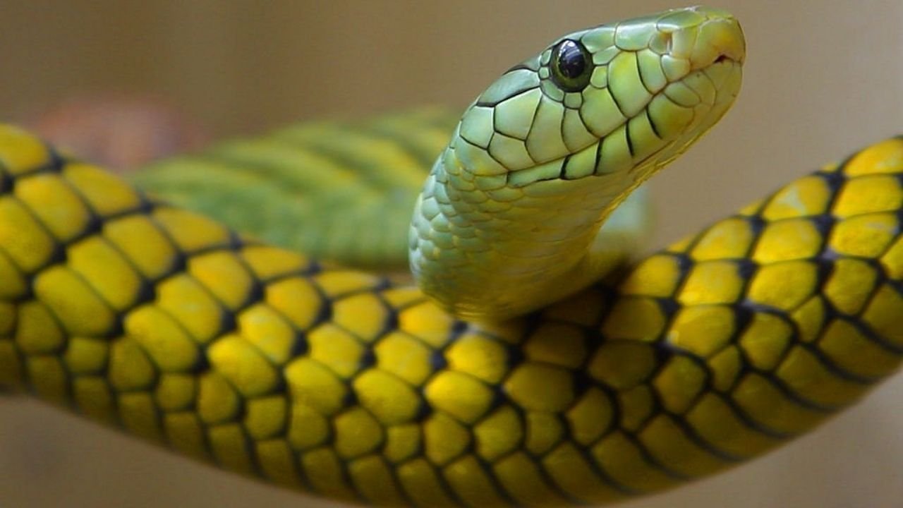Rüyada yılan görmek ne anlama gelir? Rüyada yılan görmek neye işaret?