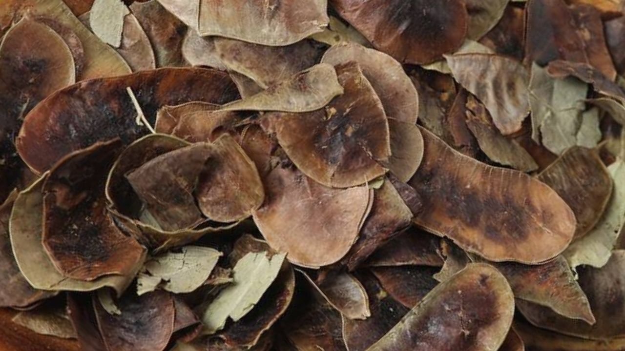 Açlık otu nedir? Açlık otu faydaları nelerdir? Açlık otu kullanımı