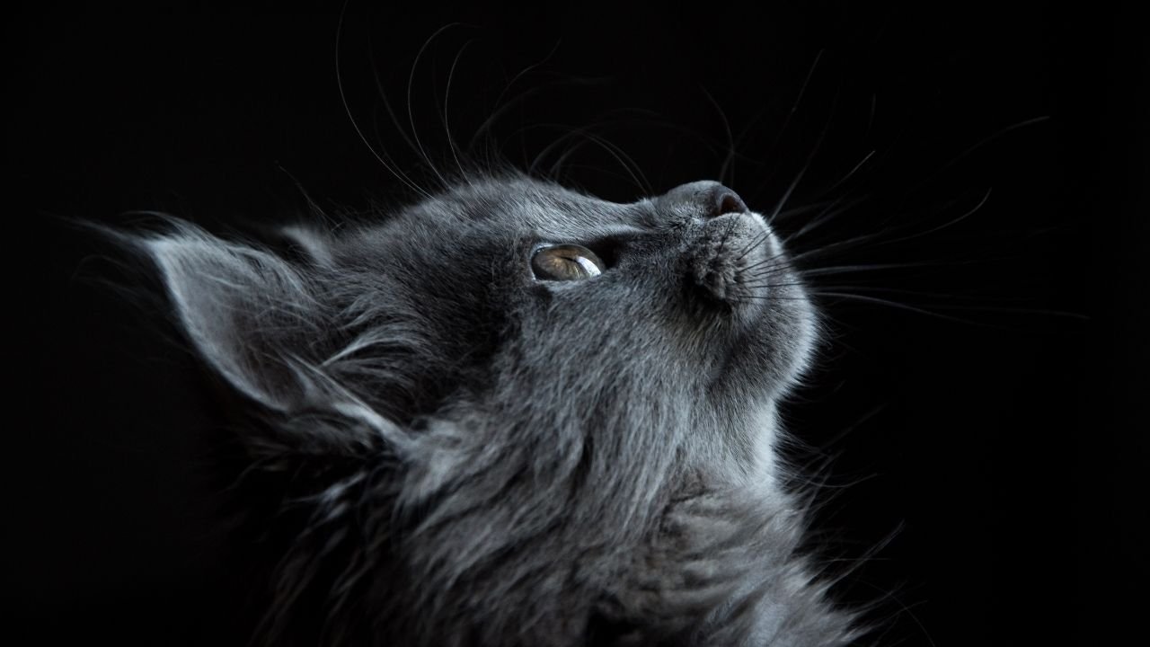 Rüyada kedi görmek ne anlama gelir? Rüyada kedi görmek neye işaret?