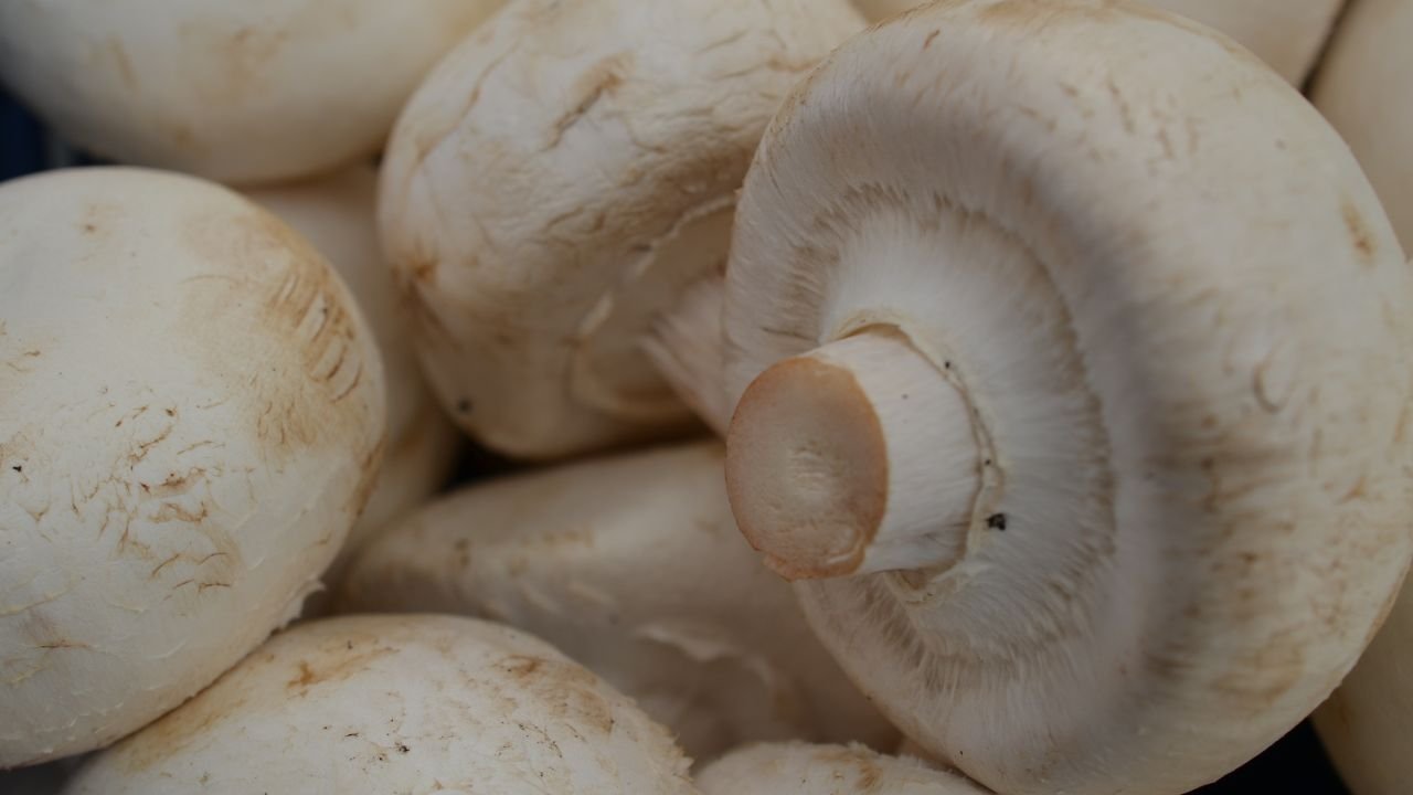 Kültür Mantarı yetiştiriciliği nasıl yapılır? Kültür Mantarı yetiştiriciliği kazandırır mı?