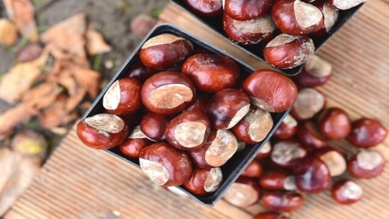 At kestanesinin bakliyatlar üzerindeki etkisi onu vazgeçilmeziniz yapacak