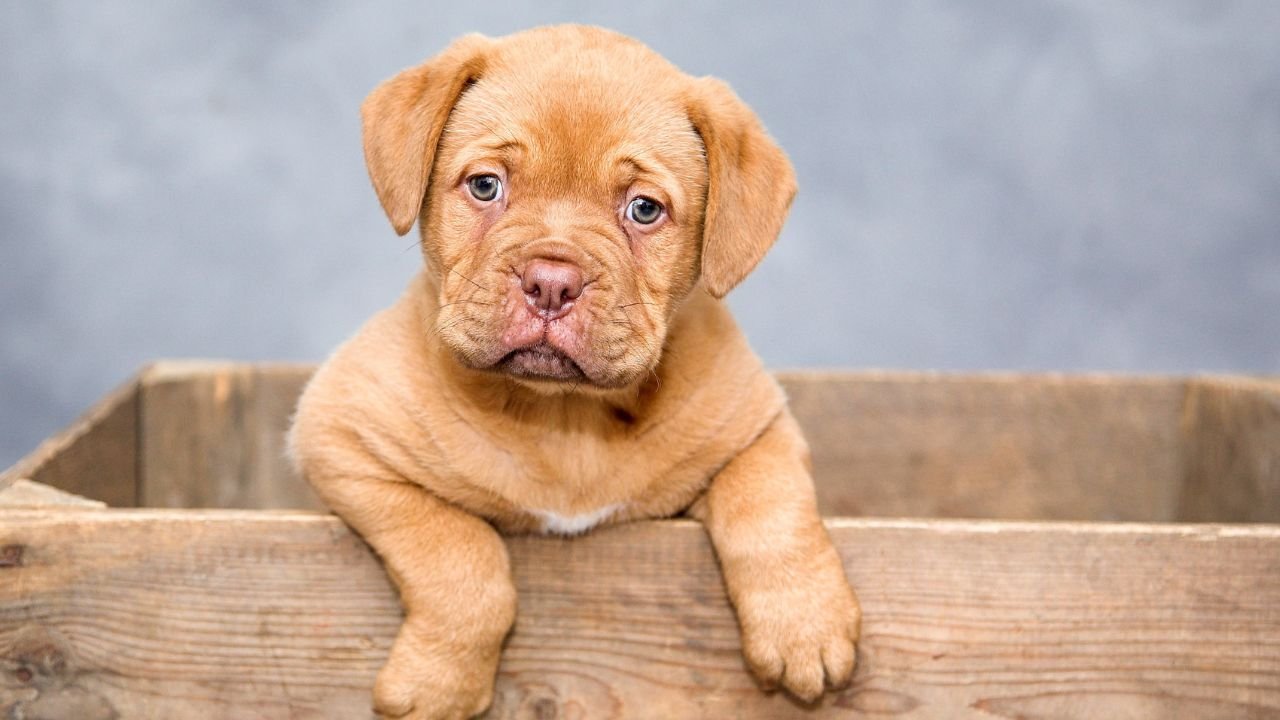 Köpeğiniz sizi evin içinde takip ediyorsa sebebi bunlar olabilir