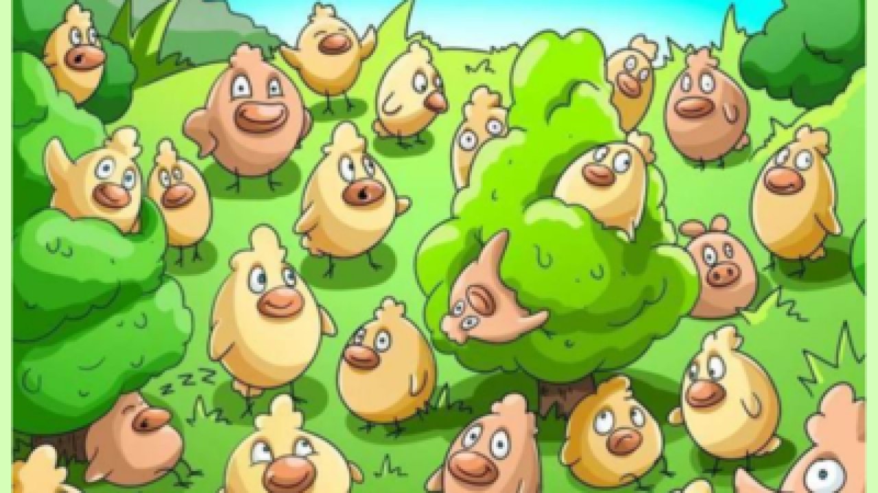 Tavukların arasındaki domuzu 5 saniyede fark edebilenler zeki!