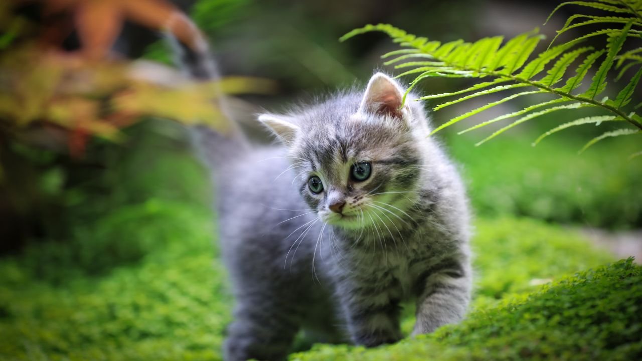 Falda kedi görmek neye işaret? Falda kedi görmek anlamı nedir?