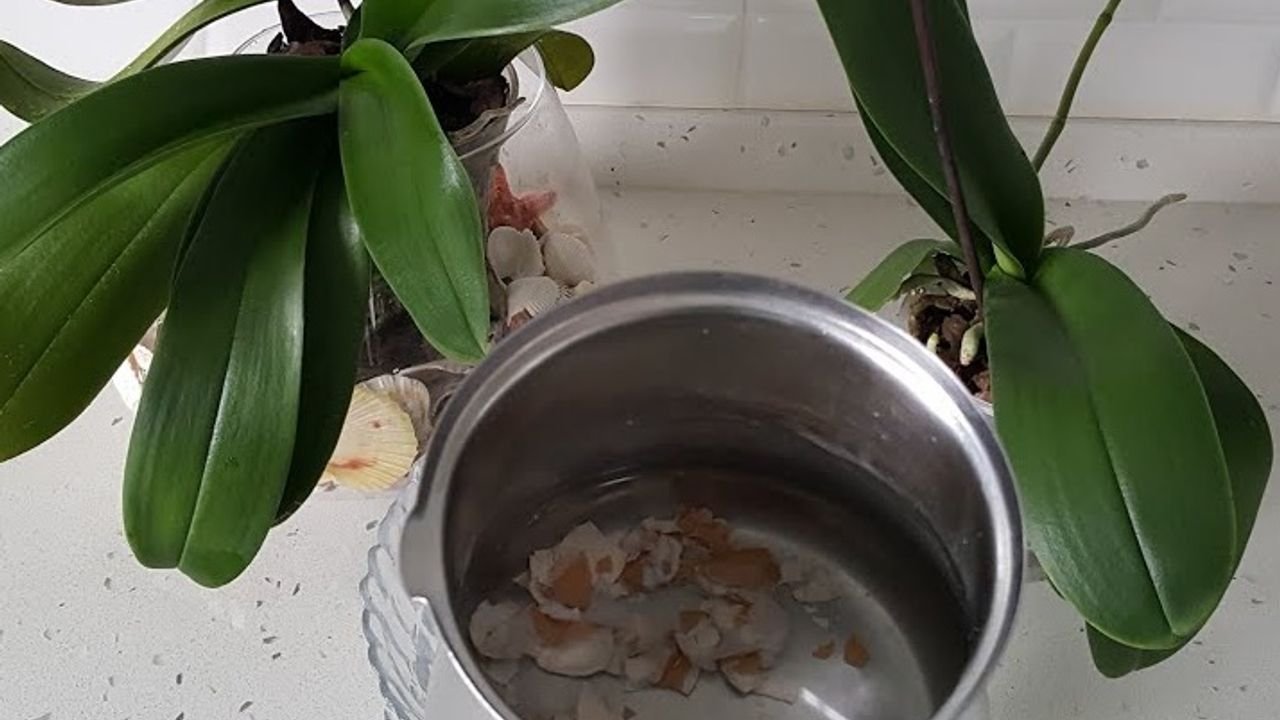 Çiçeğinize bundan verirseniz çiçeğin solgunluğu yok olup gidiyor! En etkili yöntemmiş