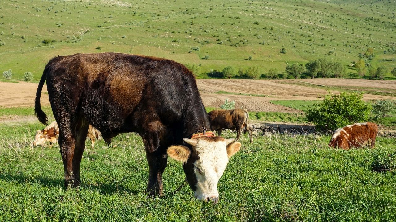 Kurban keserken nasıl niyet edilir? Kurban keserken hangi dua okunur?