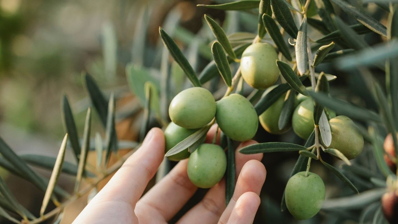Rüyada zeytin görmek ne anlama gelir? Rüyada zeytin görmek neye işaret eder?