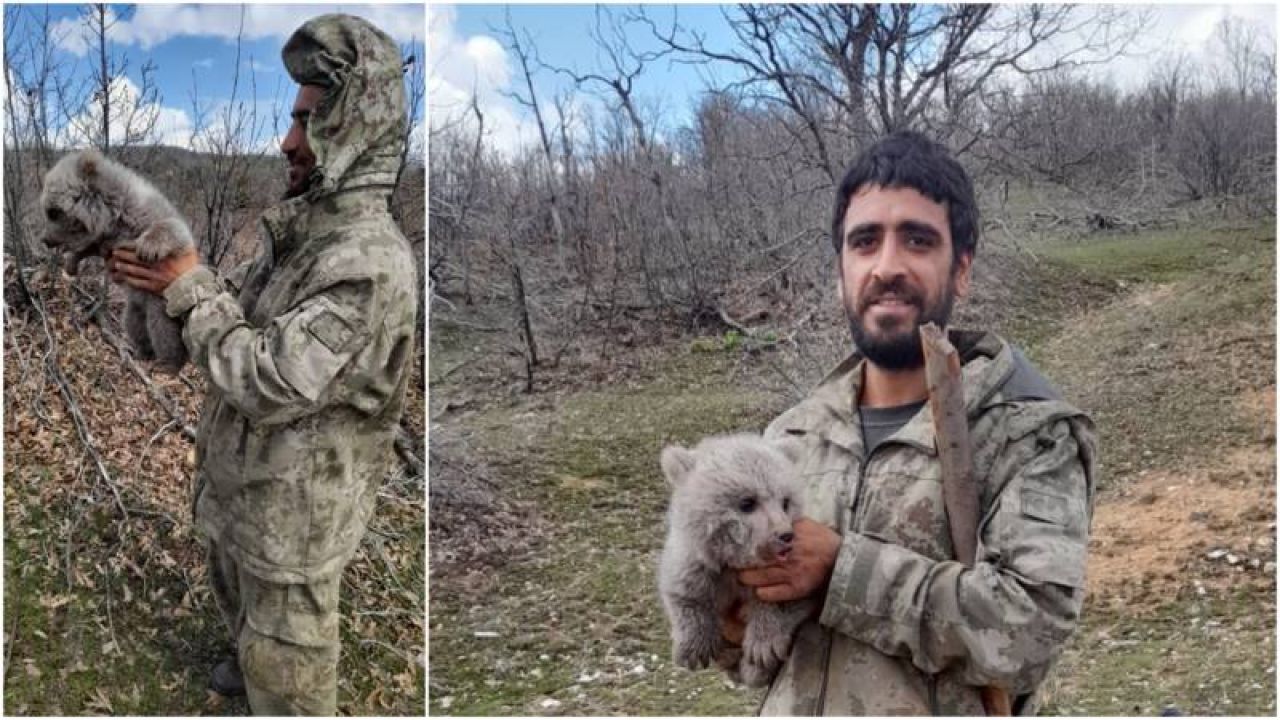 Bingöllü çobanlar, ayı yavrusunu köpeklerin elinden kurtarıp doğaya saldı