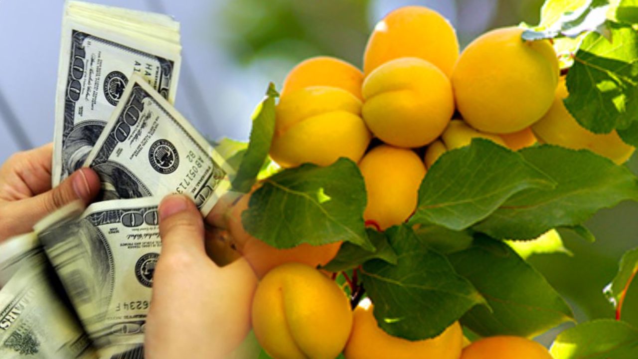 Malatya kayısısı yılın ilk çeyreğinde 93 milyon dolar kazandırdı