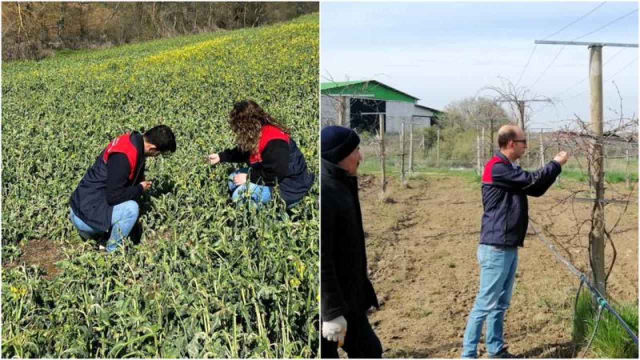 Trakya'daki tarım alanlarında zirai don hasarı tespiti başladı