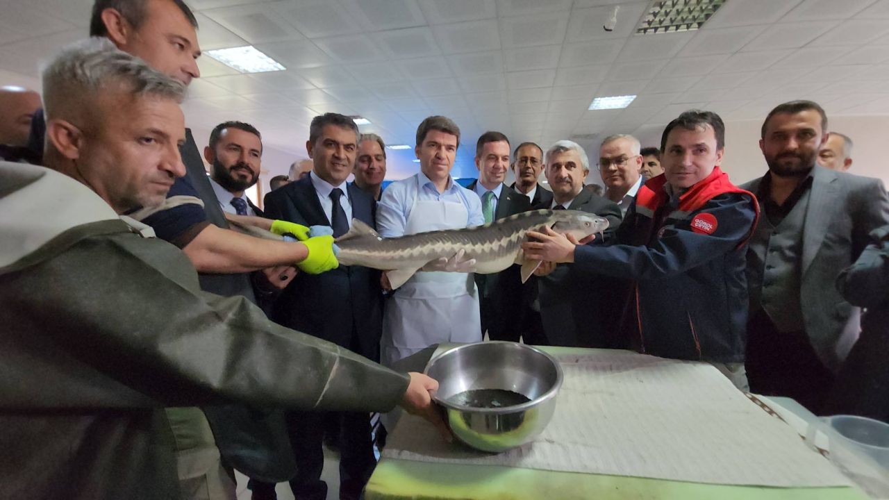Amasya'da İlk Mersin Balığı Sağımı ve Havyar Üretimi Gerçekleşti
