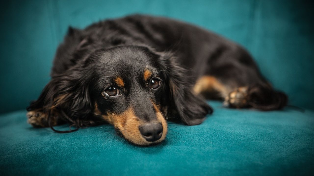 Ankara'da Sahip Olduğu Köpekleri Öldüren Kişi Tutuklandı
