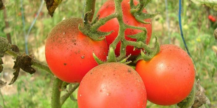 Fazla domates yemenin zararları