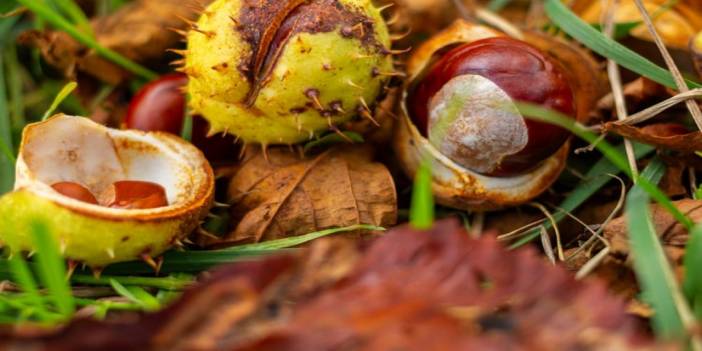 Yılbaşı sofranıza güzel bir alternatif, kestaneli kış salatası nasıl yapılır?