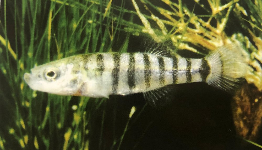 Burdur gölü kuruyor ve kirleniyor. Burdur Yosun Balığı'nın nesli ise tükenmek üzere