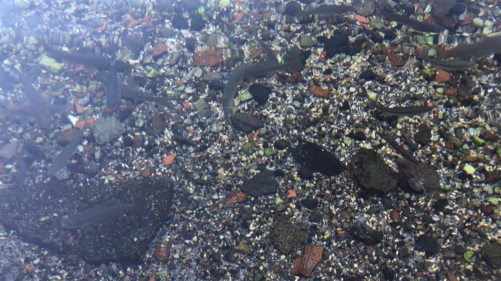 kar selin balıklı göl