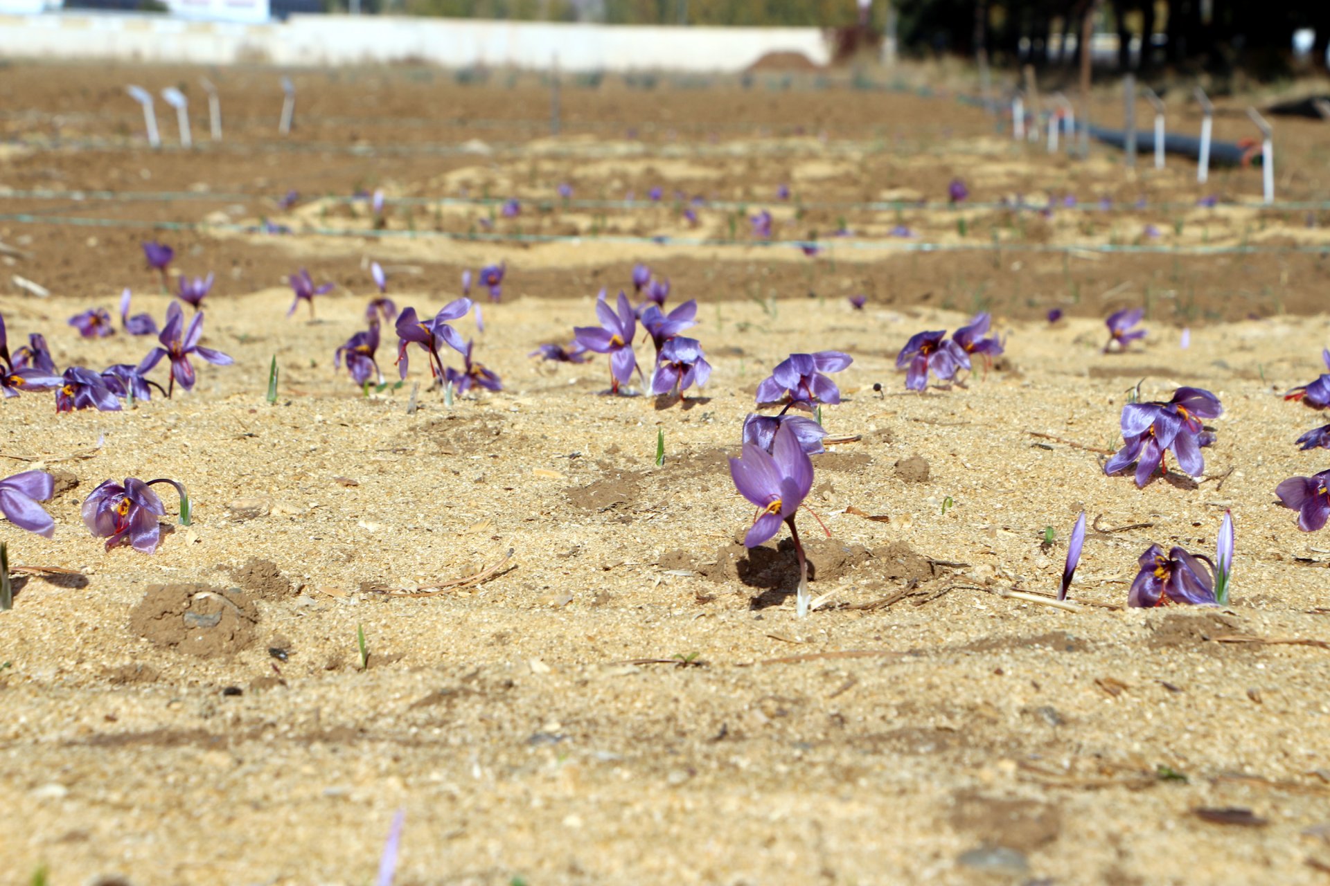 Safran nedir, Safran tarımı nasıl yapılır