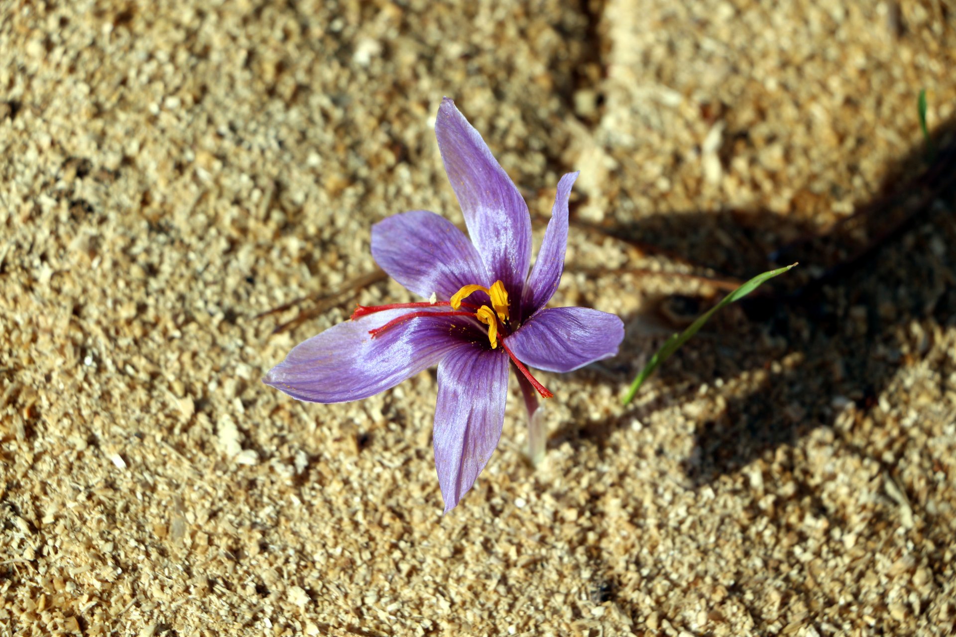 Safran nedir, Safran tarımı nasıl yapılır