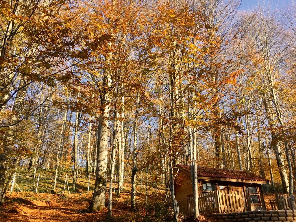 Eriklitepe Tabiat Parkı