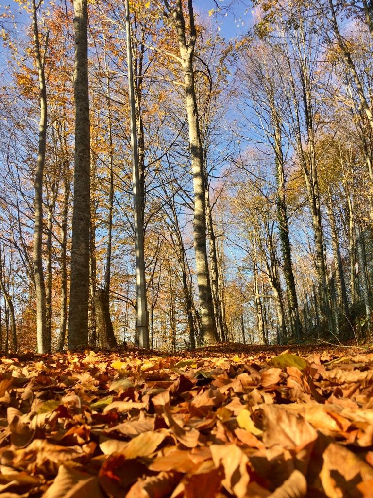 Eriklitepe Tabiat Parkı