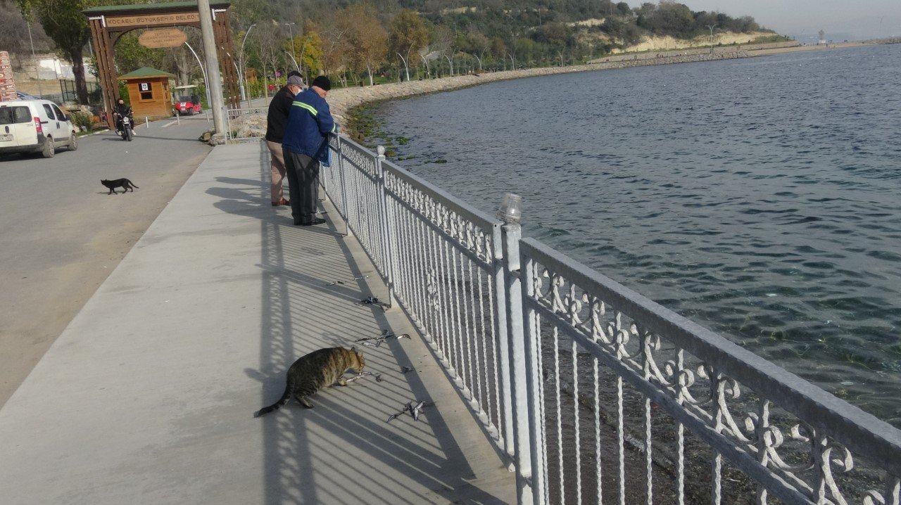 Korkutan görüntüler.. Neler oluyor? Denize dökülen ölü hamsiler panik yarattı