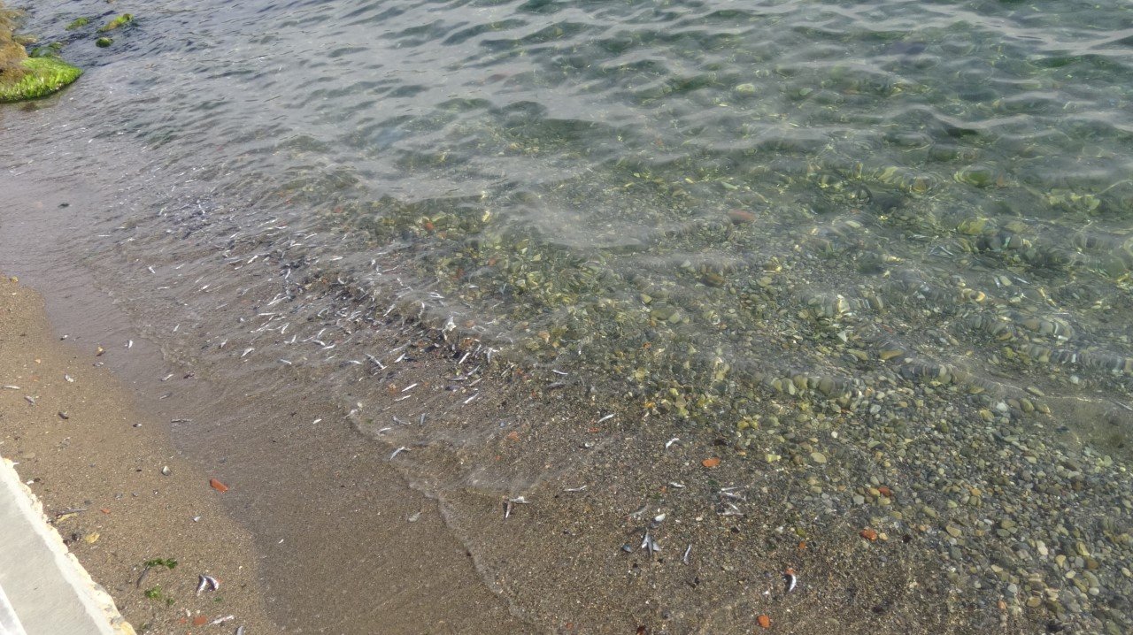 Korkutan görüntüler.. Neler oluyor? Denize dökülen ölü hamsiler panik yarattı