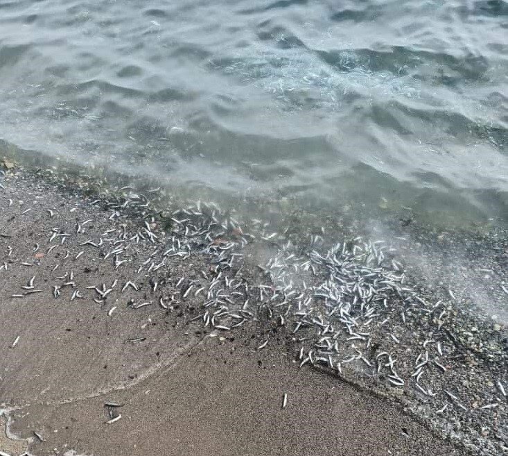Korkutan görüntüler.. Neler oluyor? Denize dökülen ölü hamsiler panik yarattı