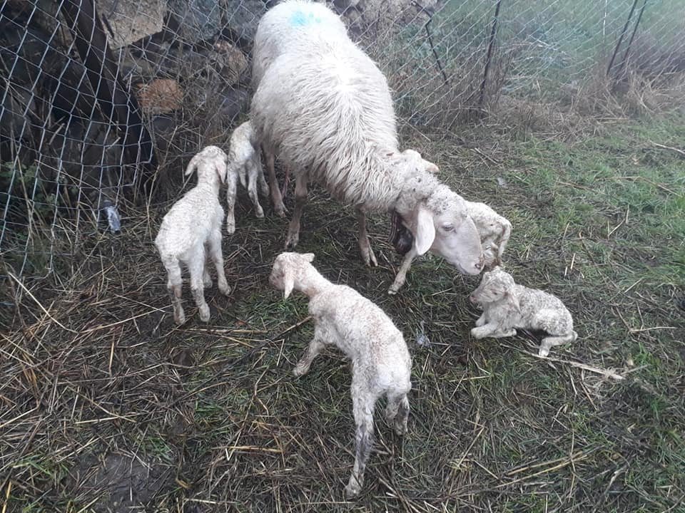 tek-seferde-5-kuzu-dogurabilen-sonmez-cinsi-koyunlar-001.jpg