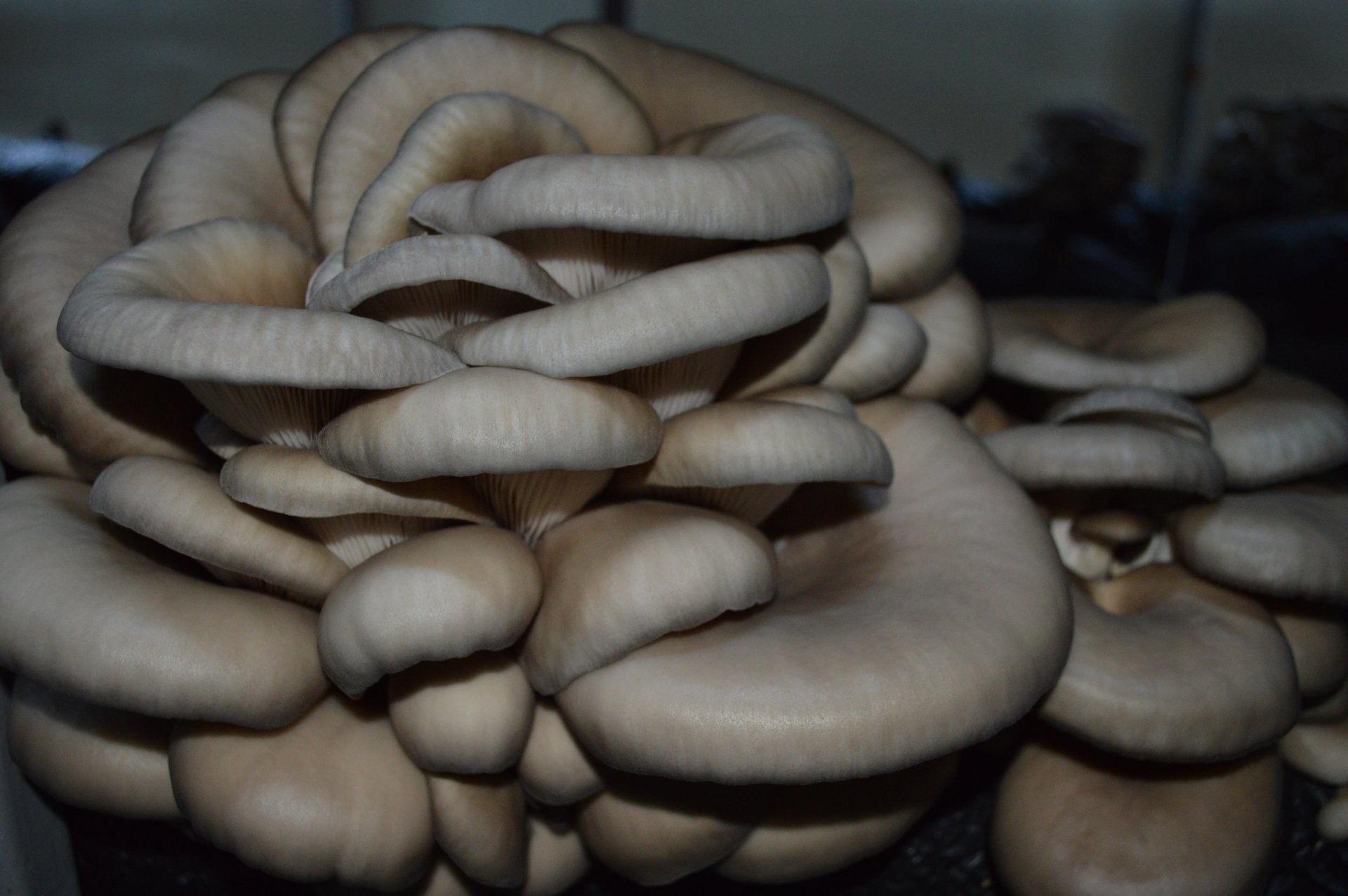 Komşusunda gördüğü fotoğraftan sonra kendi işinin patronu oldu