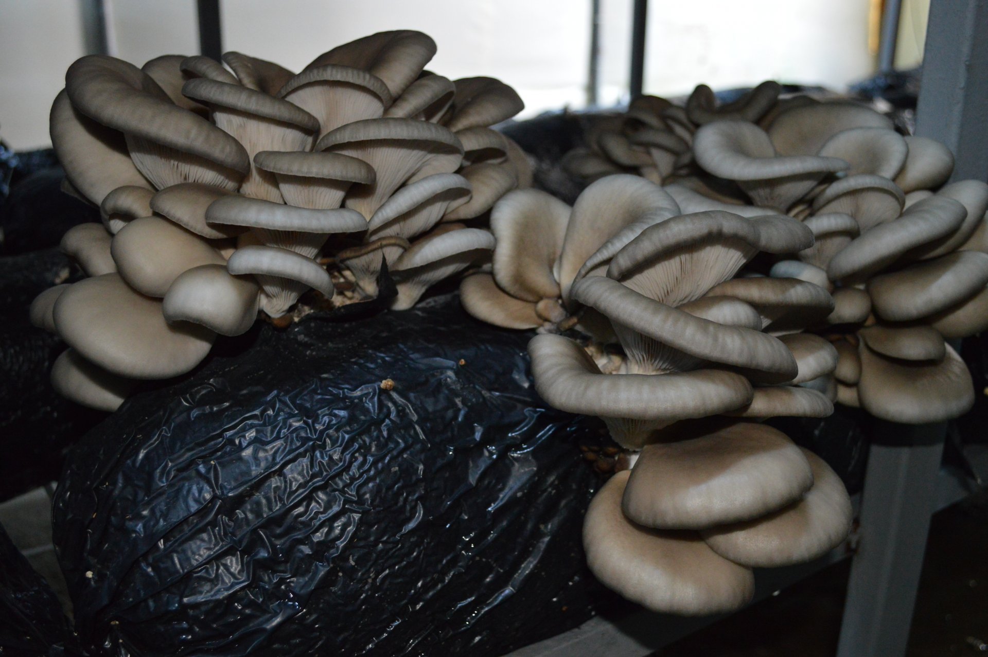 Komşusunda gördüğü fotoğraftan sonra kendi işinin patronu oldu