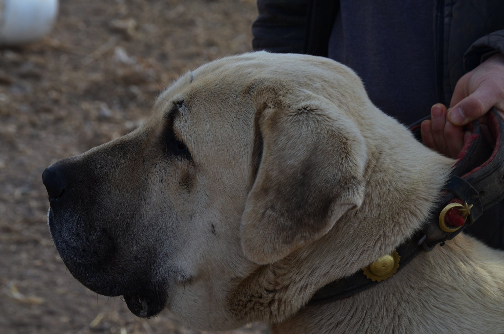 köpeğin boyu nasıl ölçülür