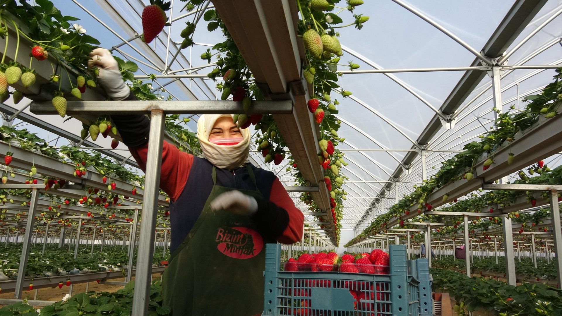 Toprak olmadan üretime başlayıp dünyaya kafa tuttular