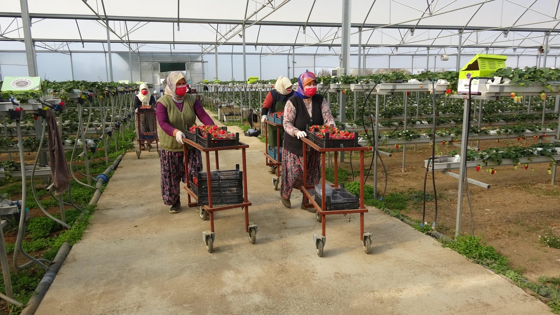 Toprak olmadan üretime başlayıp dünyaya kafa tuttular