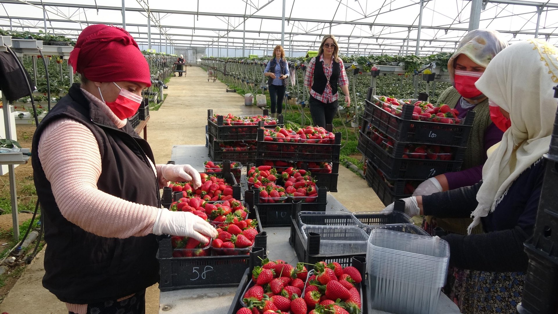 Toprak olmadan üretime başlayıp dünyaya kafa tuttular