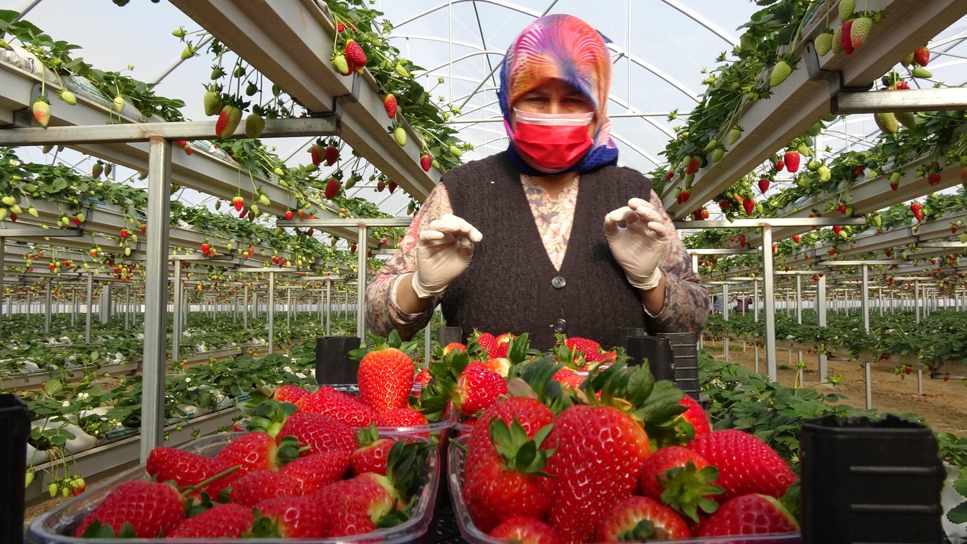 Toprak olmadan üretime başlayıp dünyaya kafa tuttular