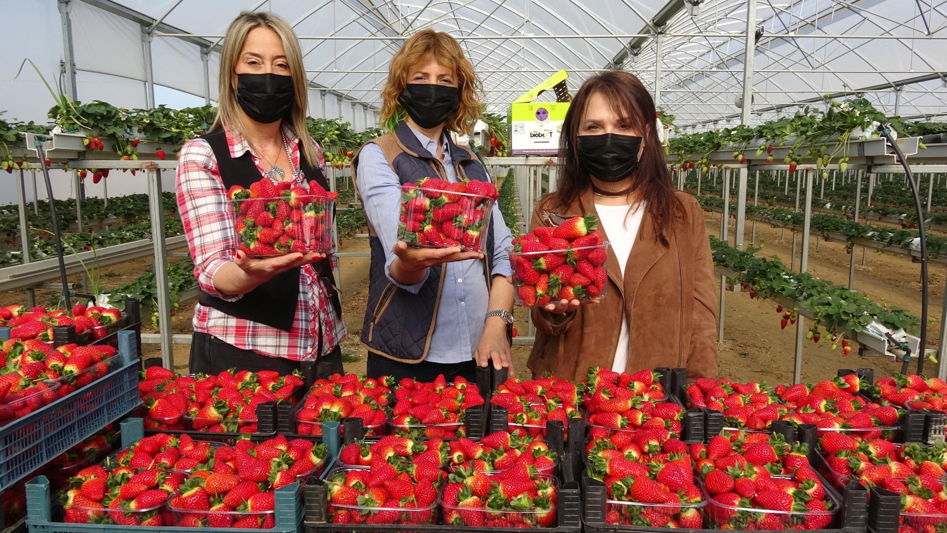 Toprak olmadan üretime başlayıp dünyaya kafa tuttular