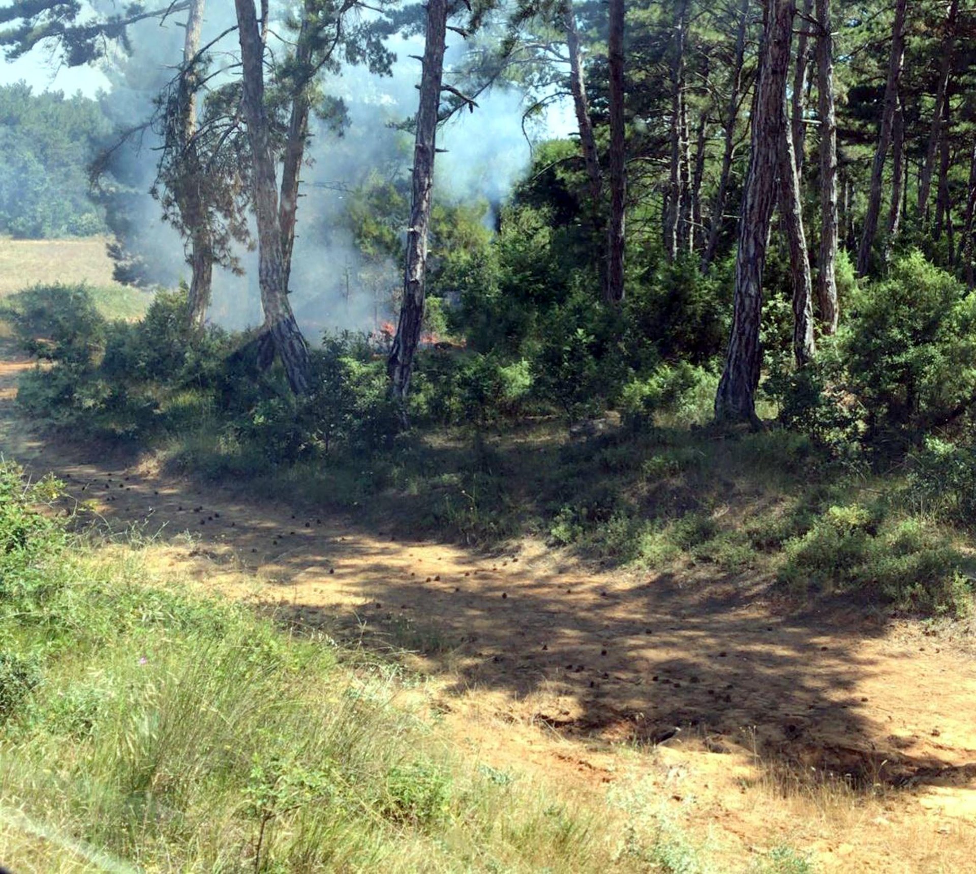 Tekirdağ Malkara'daki orman yangını aynı anda 4 farklı noktada çıktı